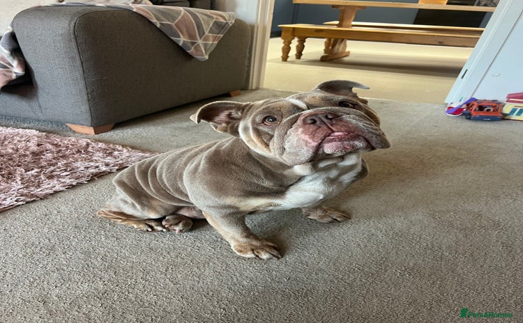 English Bulldog dogs - Advert 14