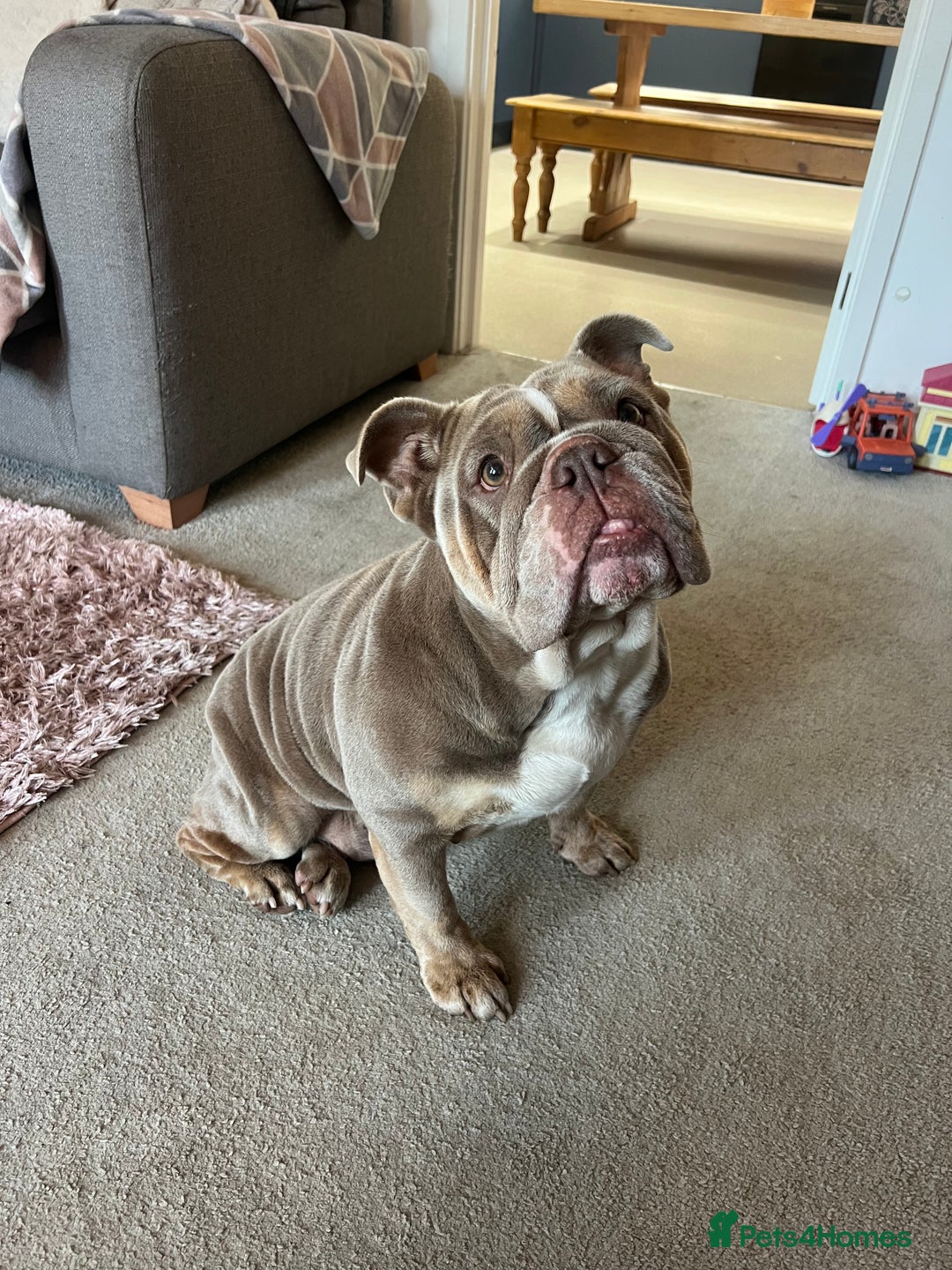 English Bulldog dogs for sale: English Bulldog - Needs new Home - Image 1