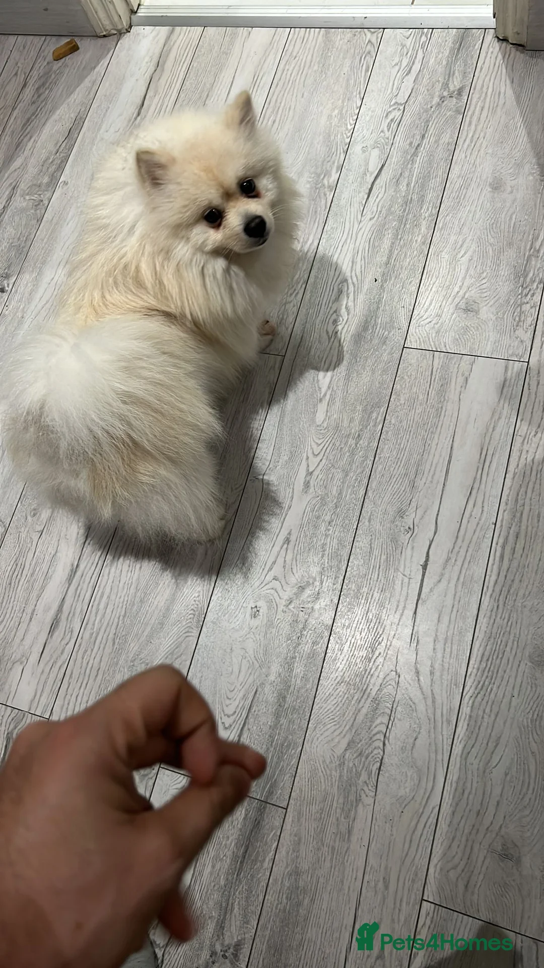 Pomeranian dogs for sale: 8 month old Pomeranian needs a home - Advert 5