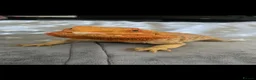 Bearded Dragon reptiles for sale: Bearded dragon rehoming - Advert 1