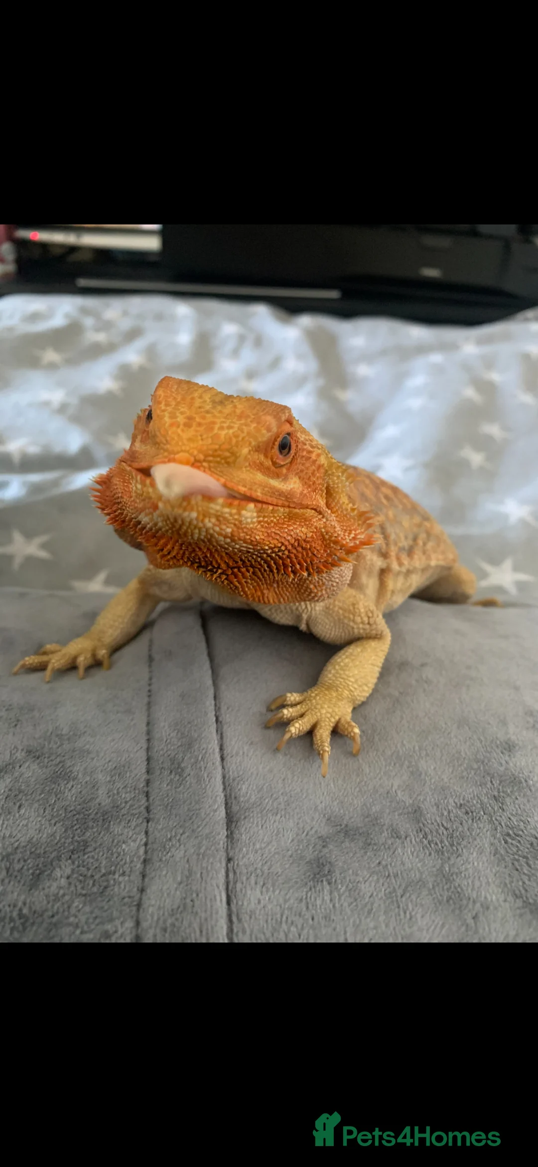 Bearded Dragon reptiles for sale: Bearded dragon rehoming - Advert 1