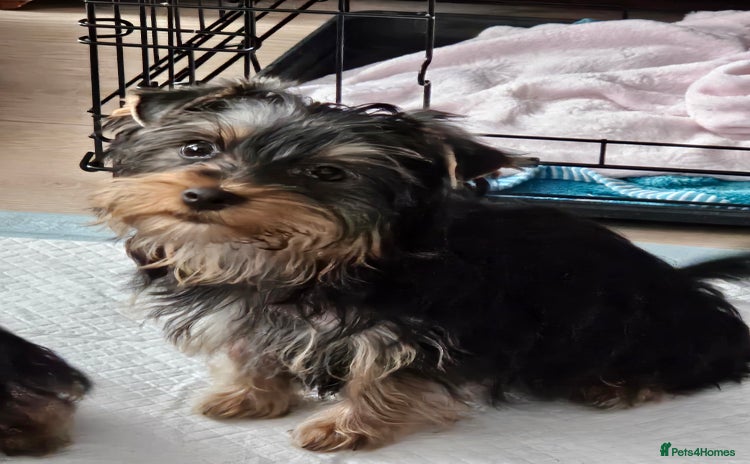 Yorkshire Terrier dogs - Advert 1