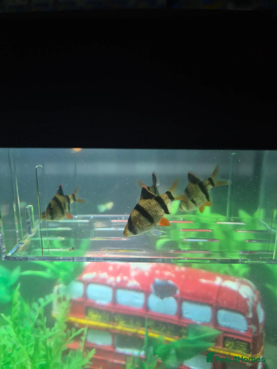 Barbs fish for sale: 4x Tiger Barbs For sale - Advert 2