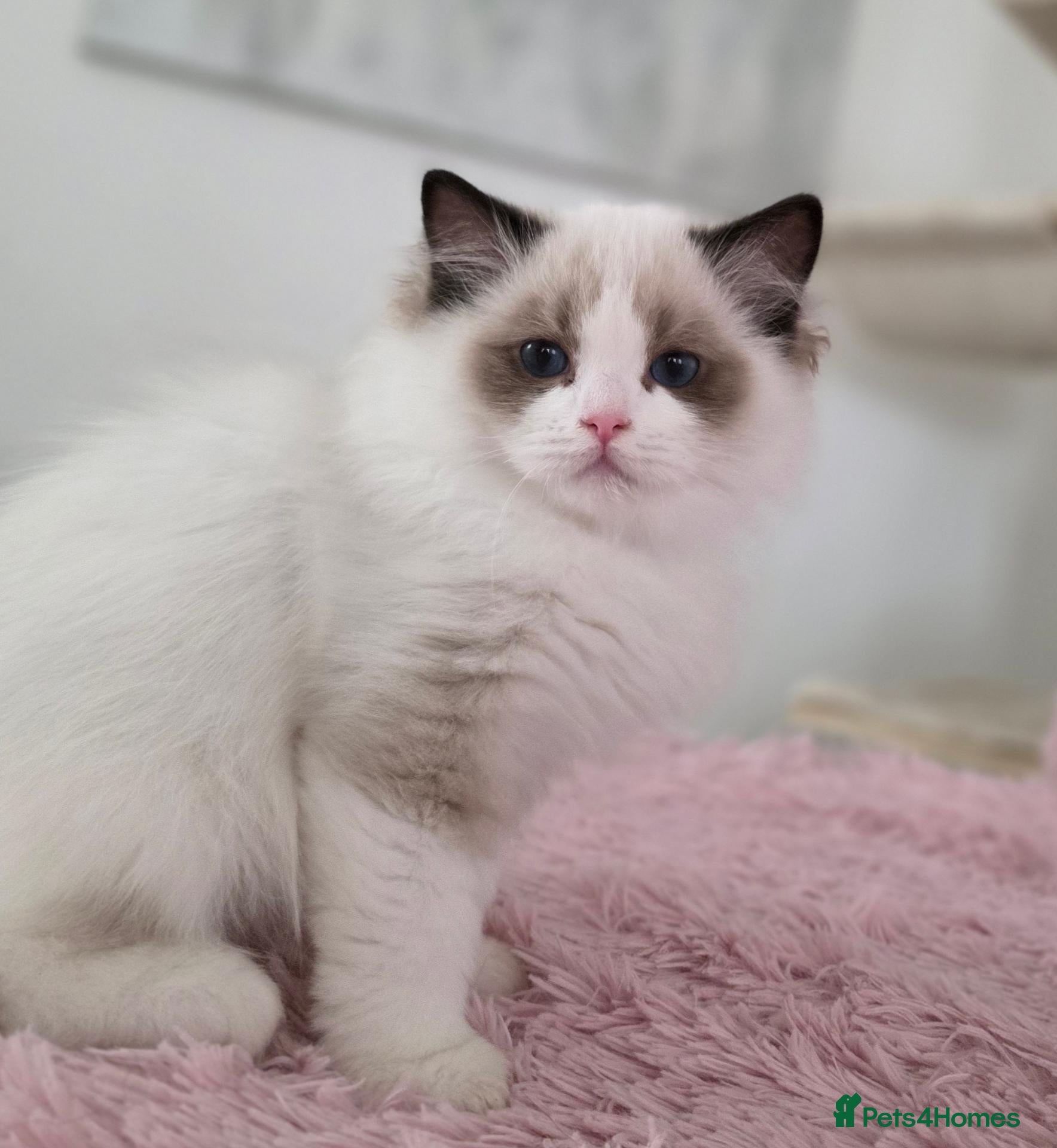 Ragdoll cats 💓please read🩵🏆European Champion lines 💫Tica - Advert 1