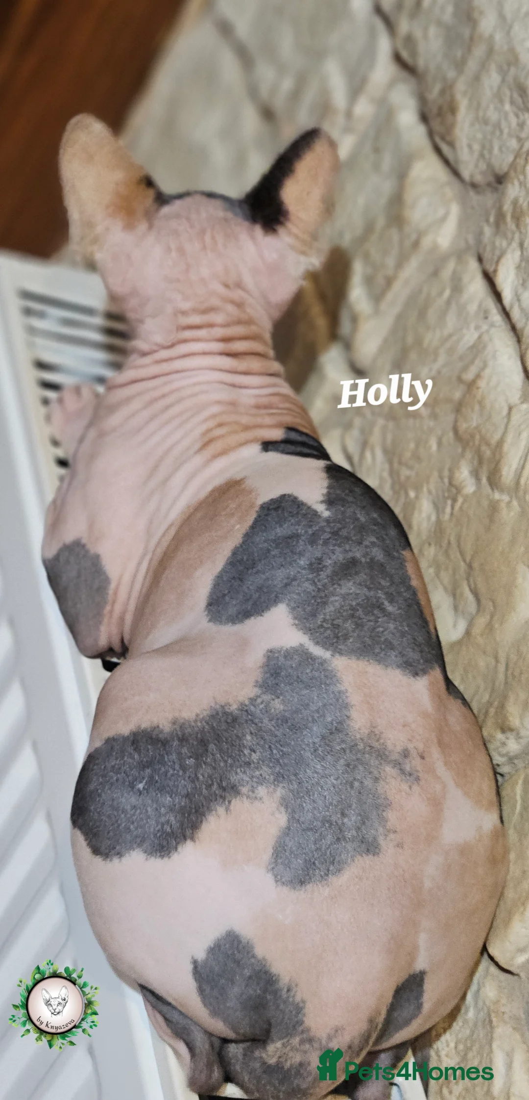 Sphynx cats for sale: Beautiful Canadian Sphynx Champion father line ❤️  - Advert 7