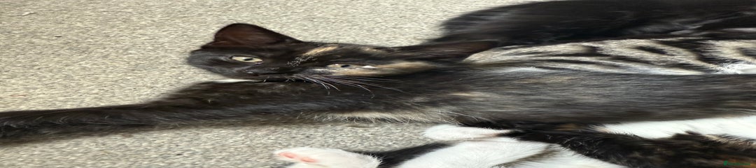 RagaMuffin Kitten 4