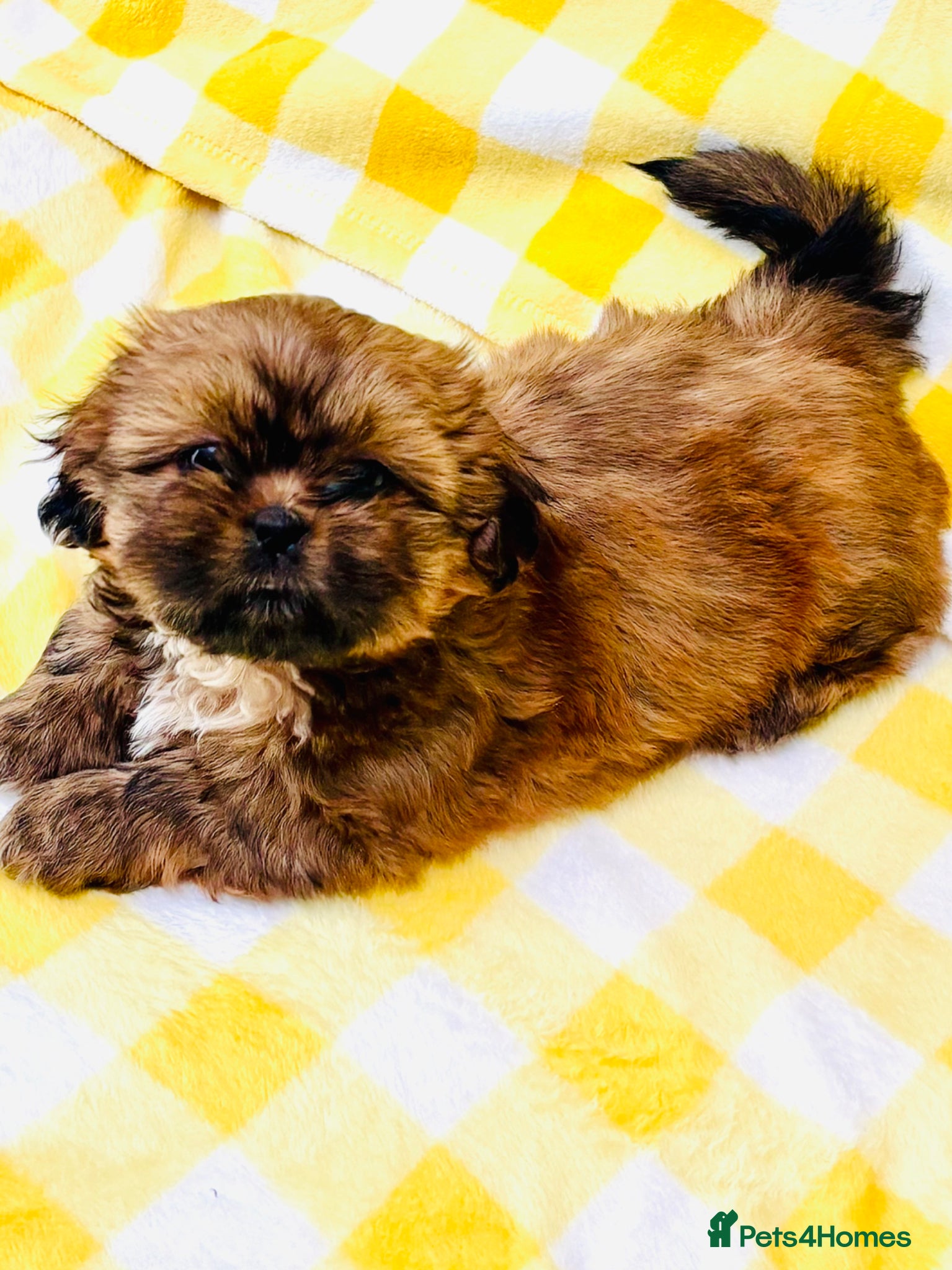 Shih Tzu dogs Adorable KC Reg boy and girl puppies - Advert 6