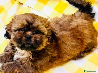 Shih Tzu dogs Adorable KC Reg boy and girl puppies - Advert 6