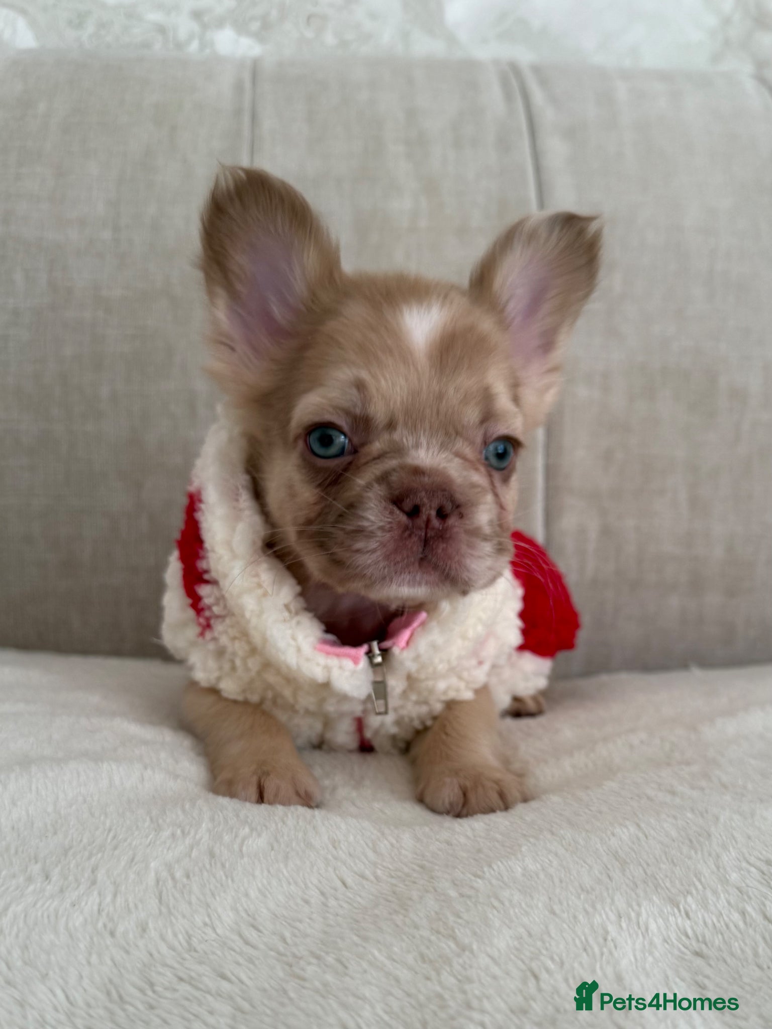 French Bulldog dogs Full fluffy frenchies. Ready to leave ❤️ - Advert 12