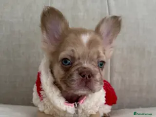 French Bulldog dogs Full fluffy frenchies. Ready to leave ❤️ - Advert 12