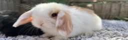Mini Lop rabbits for sale: Stunning mini lops  - Advert 1