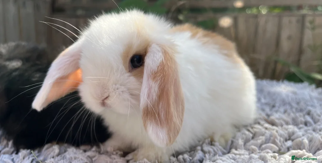 Mini Lop rabbits for sale: Stunning mini lops  - Advert 1