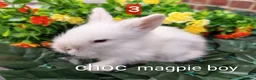 Lionhead rabbits for sale: Lionhead babies double maned  - Advert 3