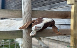 Goats livestock for sale: Boer Kids - Image 9