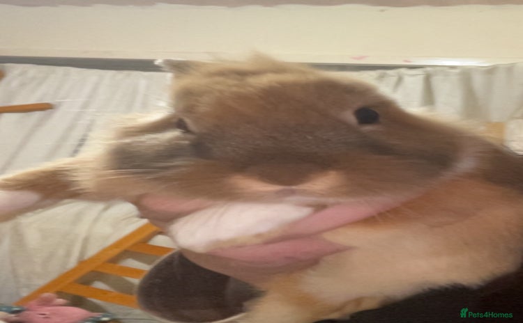 Mixed Breed rabbits - Advert 2