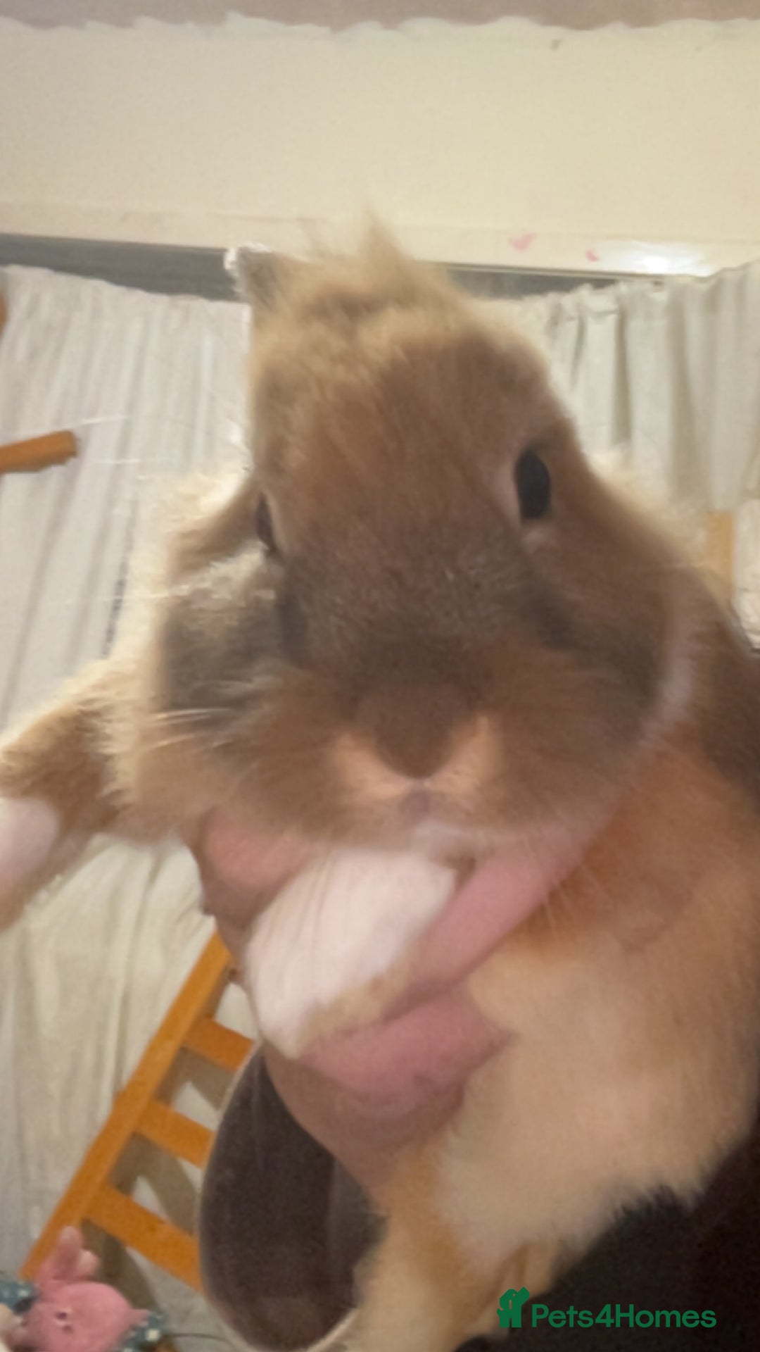 Mixed Breed rabbits for sale: Rabbit boys for sale  - Image 1