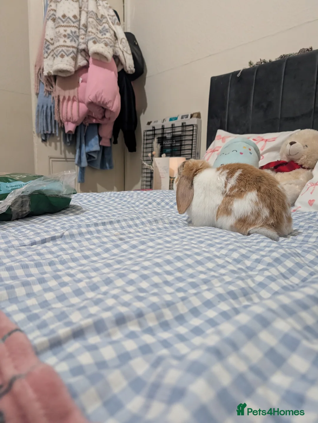 Mini Lop rabbits for sale: Beautiful rabbit for sale  in Manchester - Advert 5