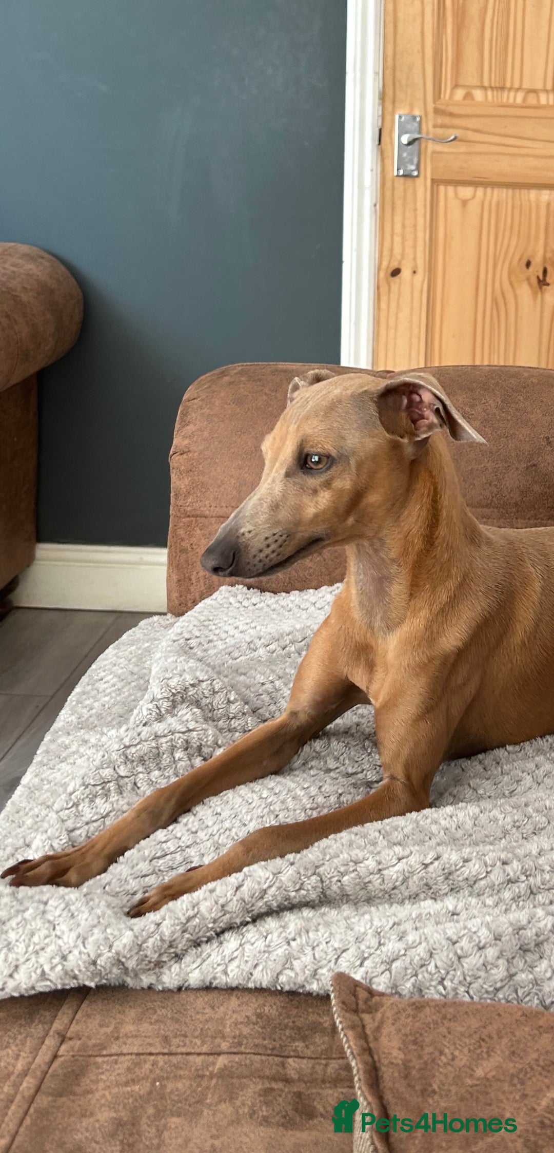Italian Greyhound dogs for stud: Proven Italian Greyhound KC Registered Stud in York - Advert 1