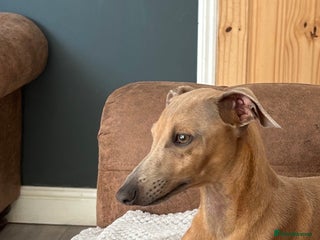 Italian Greyhound dogs in York - Advert 1