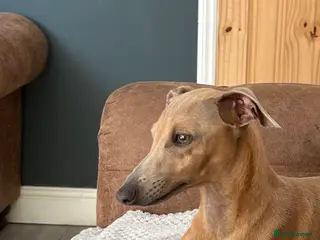 Italian Greyhound dogs Italian Greyhound Stud – Crufts Winner Sire 26 🏆 - Advert 5