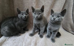 Russian Blue cats for sale: Russian Blue Kittens - Image 1