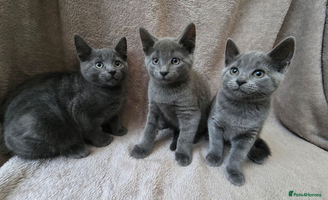 Russian Blue cats for sale: Russian Blue Kittens - Image 1