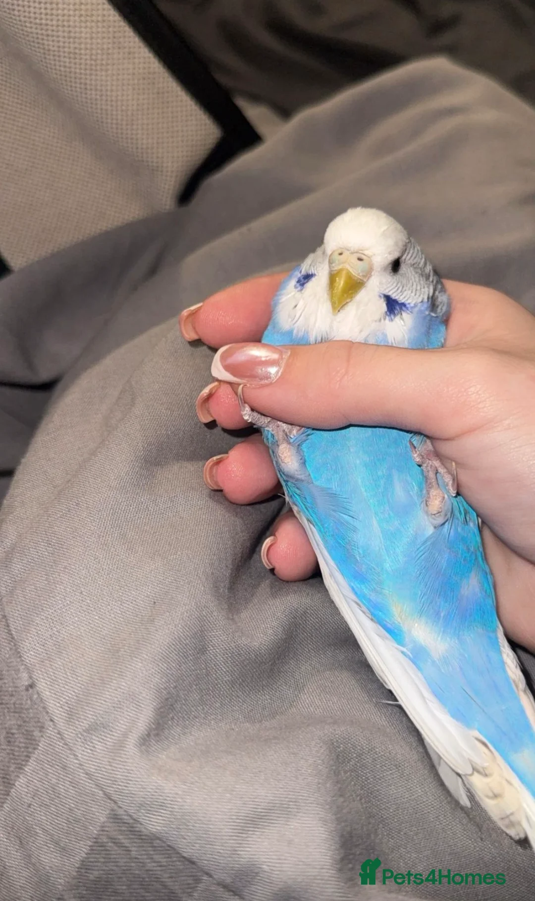 Budgerigars birds for sale: Budgies for sale - Advert 1