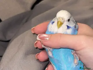 Budgerigars birds Budgies for sale - Advert 1