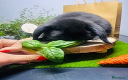 Mini Lop rabbits for sale: Beautiful pure bred Mini Lops  - Image 3