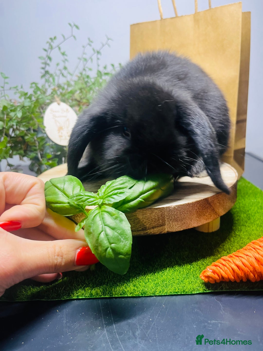 Mini Lop rabbits for sale: Beautiful pure bred Mini Lops  - Image 3