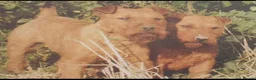 Lakeland Terrier dogs for sale: Lakeland terrier puppies (working type) - Advert 13