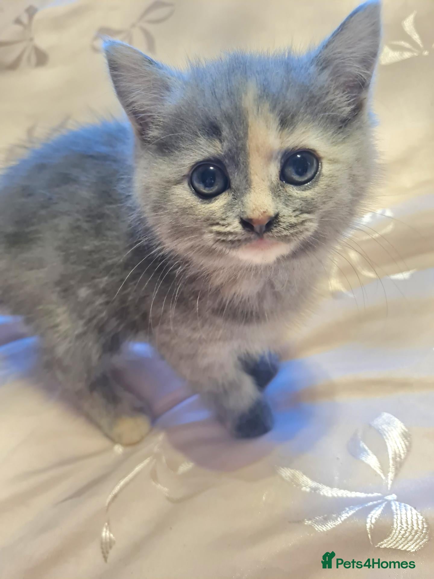 Persian cats Chinchilla persian X ready now - Advert 1