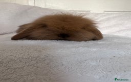 Mini Lion Lop rabbits for sale: Gorgeous fluffy little mini lion lop baby bunny’s  - Advert 8