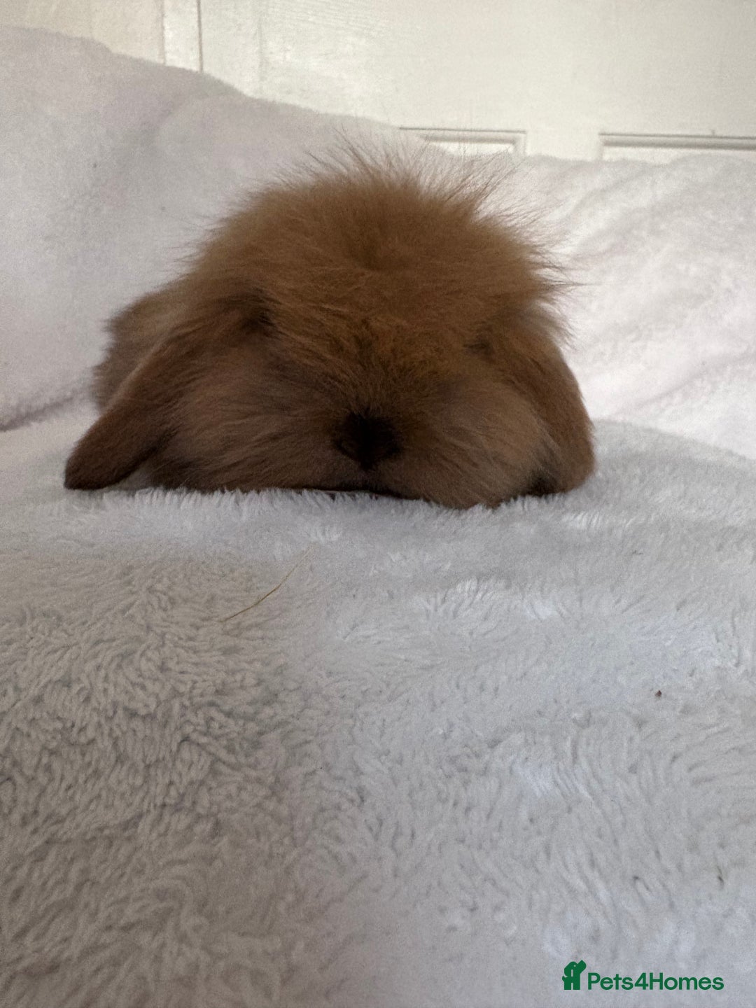 Mini Lion Lop rabbits for sale: Gorgeous fluffy little mini lion lop baby bunny’s  - Advert 8