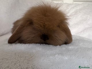 Mini Lion Lop rabbits Gorgeous fluffy little mini lion lop baby bunny’s - Advert 1
