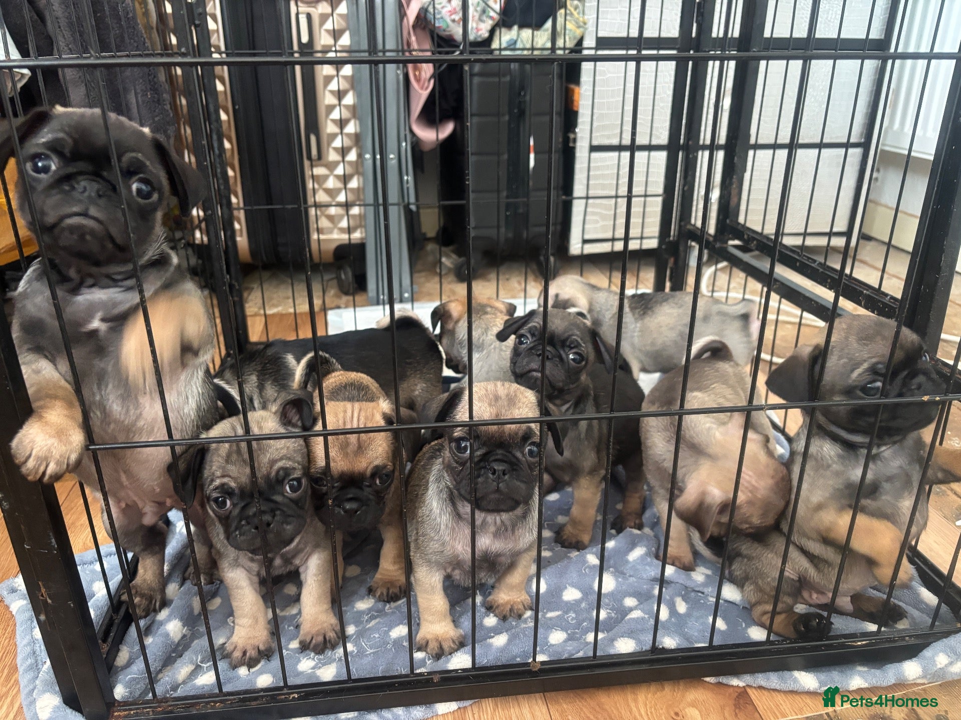 Pug dogs Fawn pug puppies Ready for new homes in 2 weeks  - Advert 1