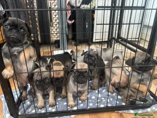 Pug dogs Fawn pug puppies Ready for new homes in 2 weeks - Advert 1