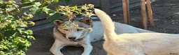 Siberian Husky dogs for sale: Siberian Husky  in London - Advert 1