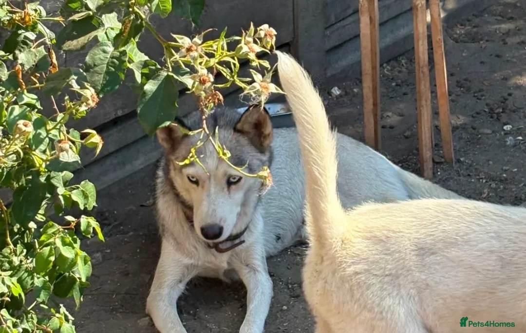 Siberian Husky dogs for sale: Siberian Husky  in London - Advert 1