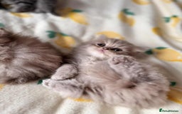 British Longhair cats for sale: British long hair kittens - Image 11