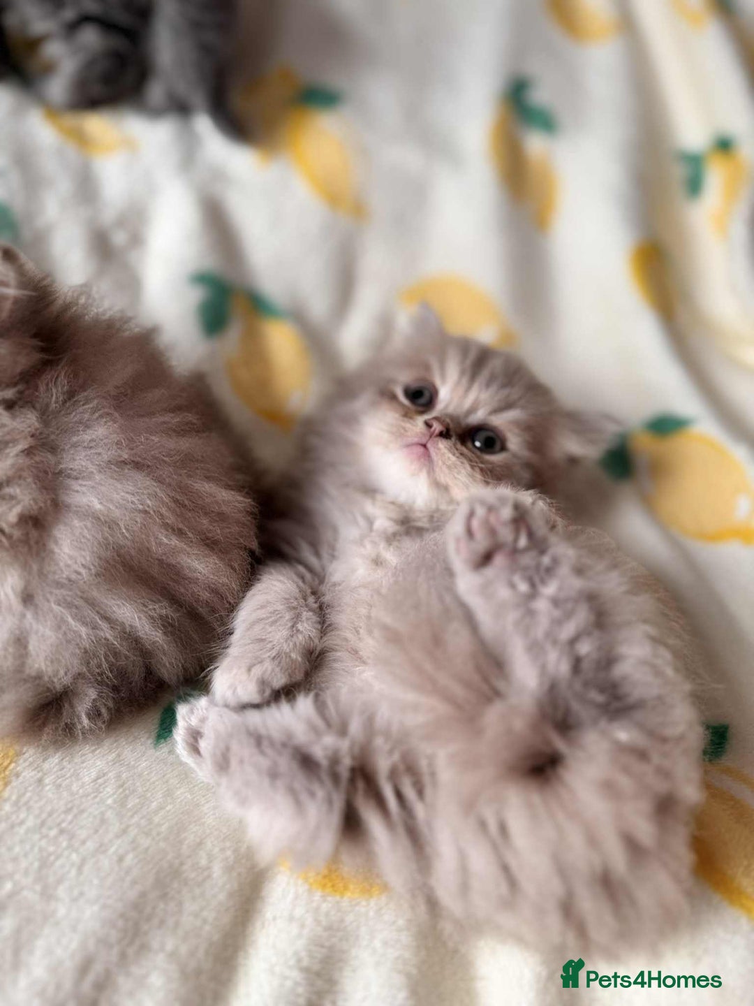 British Longhair cats for sale: British long hair kittens - Image 11