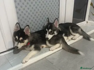 Pomsky dogs Just 2 left girls f4 pomsky - Advert 1