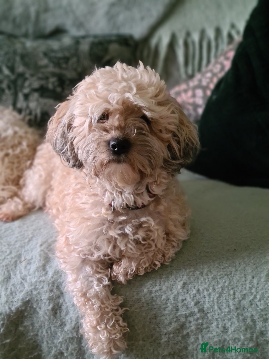 Shihpoo dogs for sale: 6 shihpoo puppy's got sale  - Advert 1