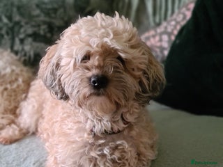 Shihpoo dogs 6 shihpoo puppy's got sale - Advert 1