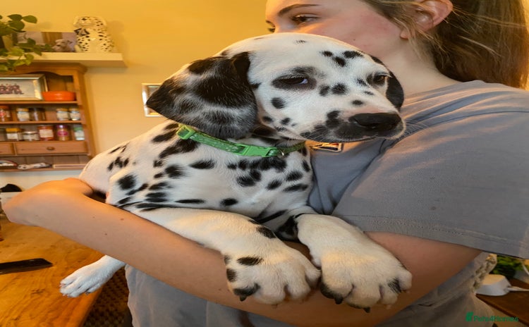 Dalmatian dogs Absolutely stunning dally puppys  - Advert 1