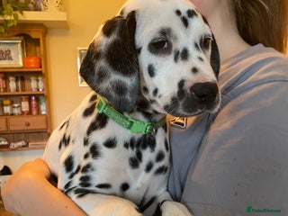 Dalmatian dogs Absolutely stunning dally puppys - Advert 1