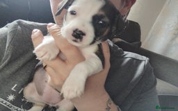 Mixed Breed dogs for sale: Stunning litter of 8 - Image 14