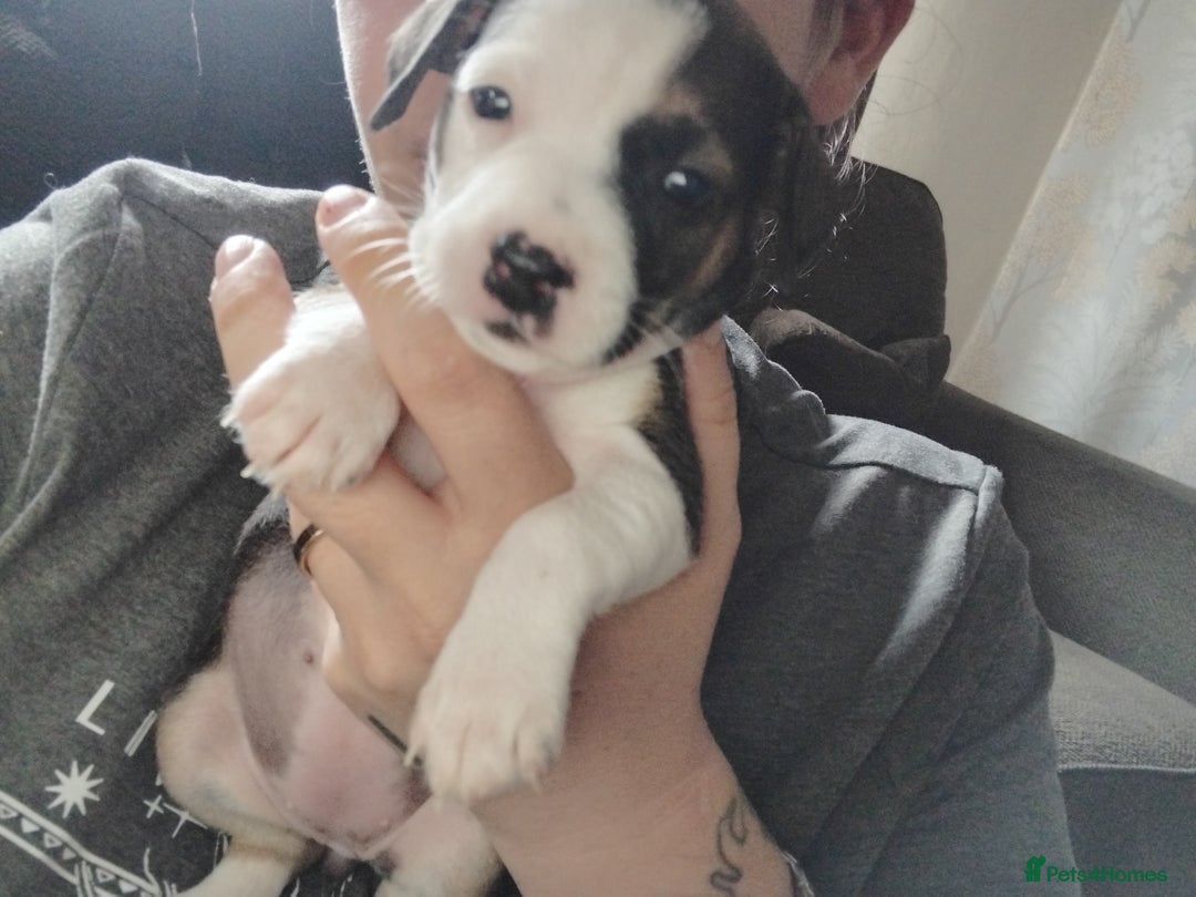 Mixed Breed dogs for sale: Stunning litter of 8 - Image 14