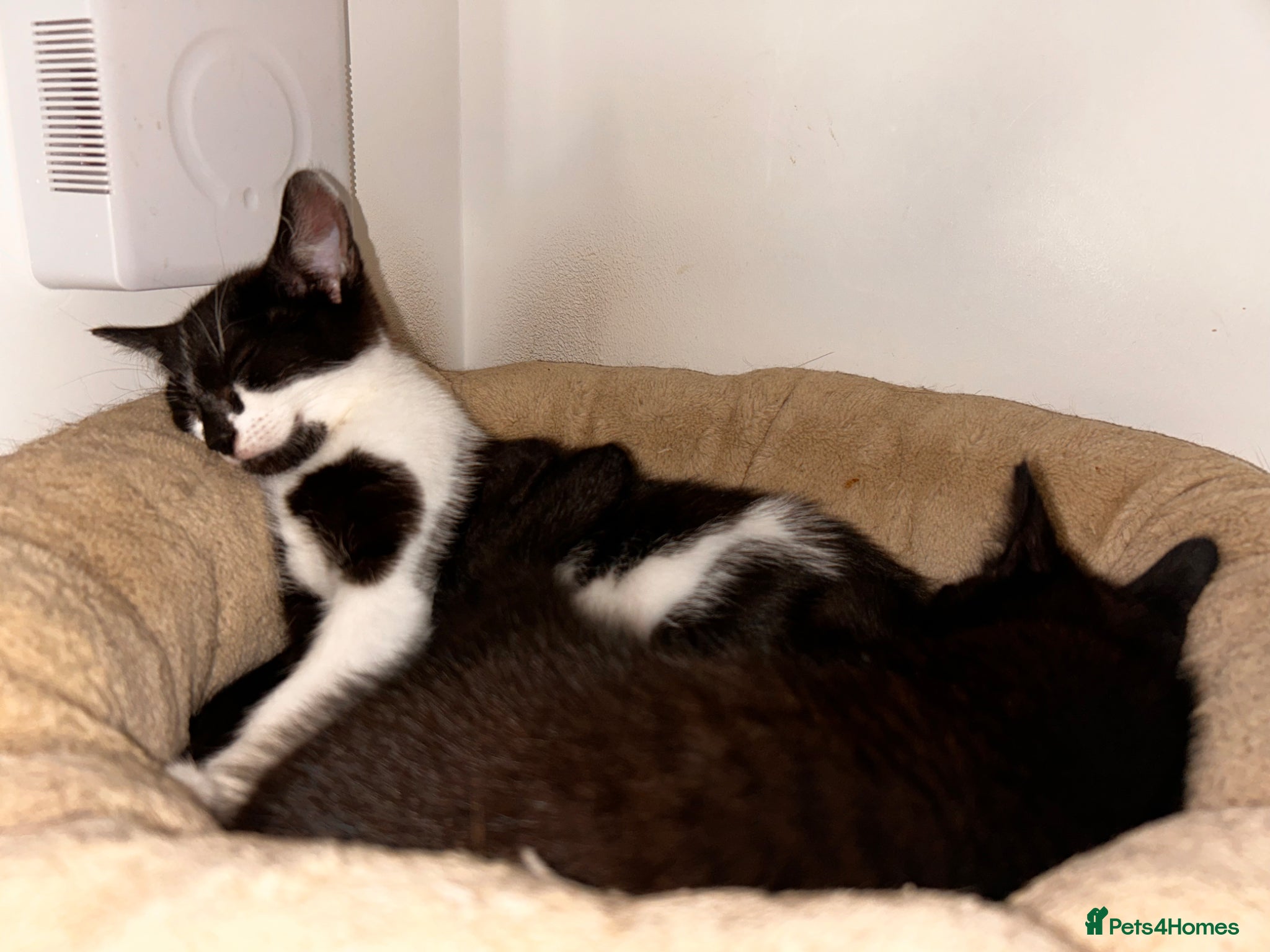 Mixed Breed cats Foster kittens looking for homes 🐱  - Advert 17