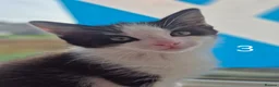 British Longhair cats for sale: Litter of 6 kittens - Advert 6